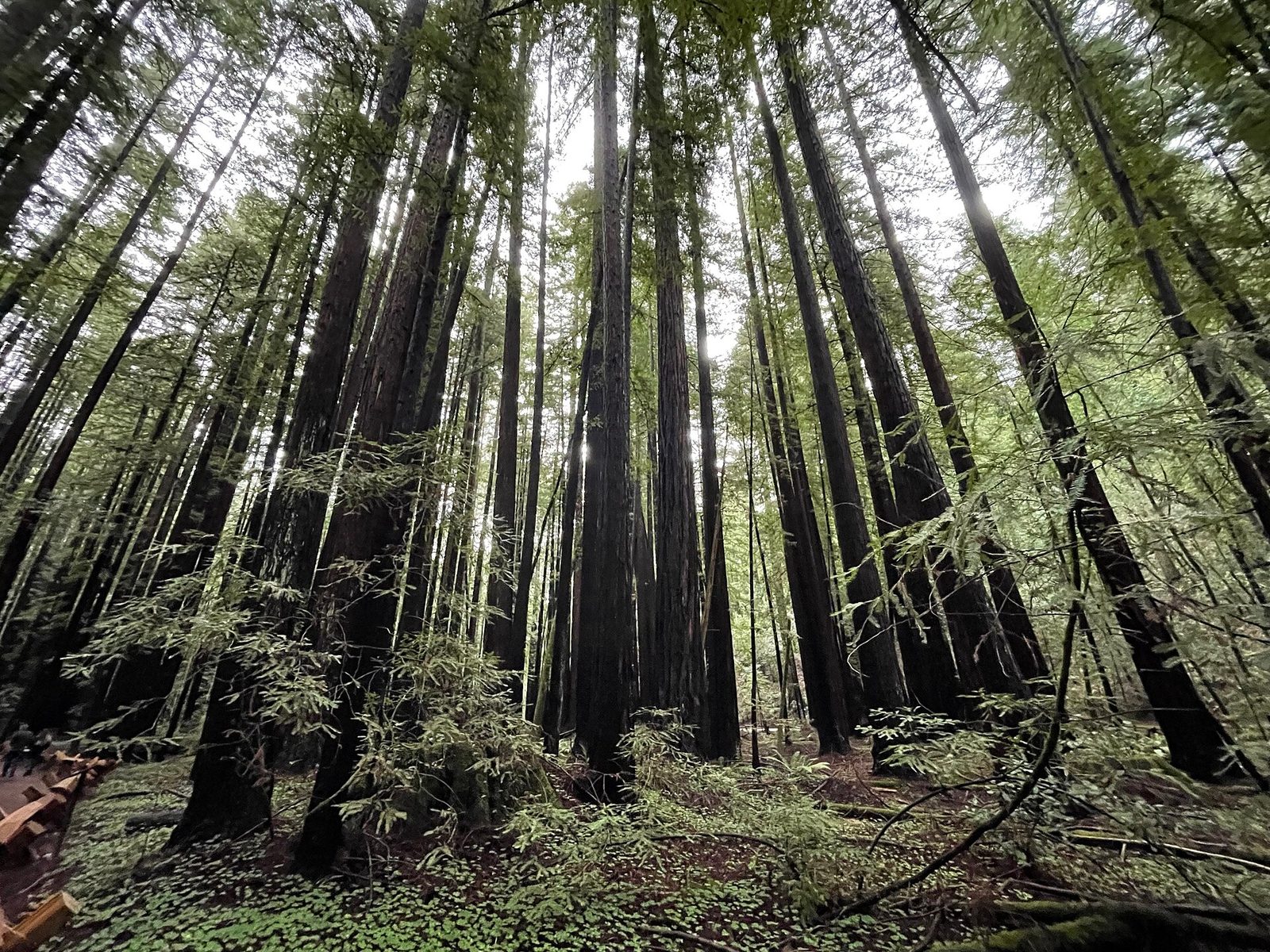 Towering old-growth coast redwoods at Armstrong Redwoods State Natural Reserve