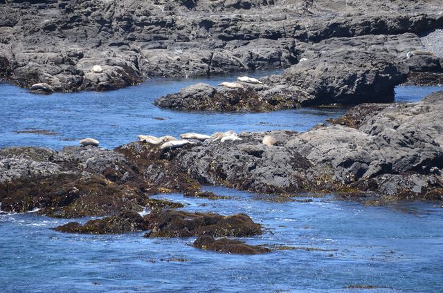 Harbor seals haul out on shoreline rocks along the Sonoma Coast